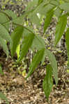 Elderberry